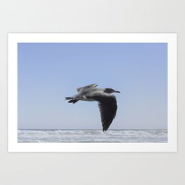 Seagull Art Print