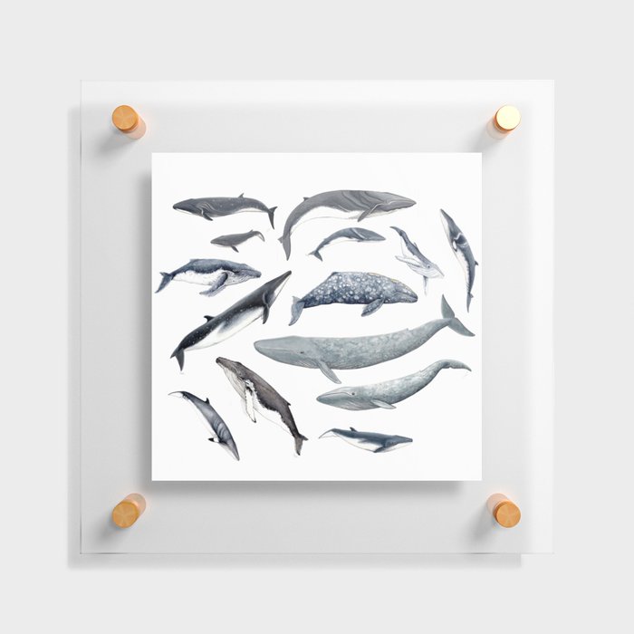 Whales all around Floating Acrylic Print