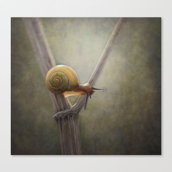 ' Y ' Canvas Print