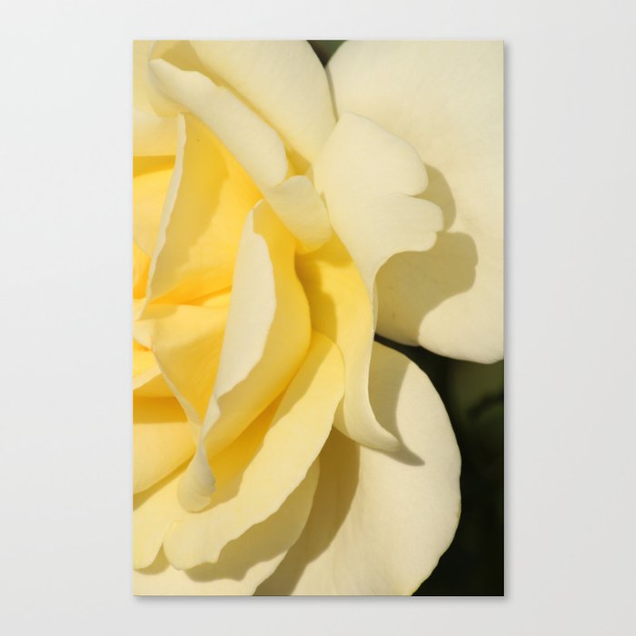 Good afternoon Rose  Canvas Print