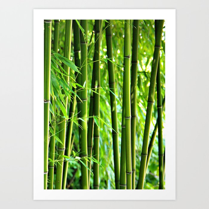 Bamboo rods Art Print
