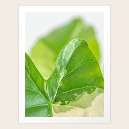 alocasia art prints for Any Decor Style | Society6