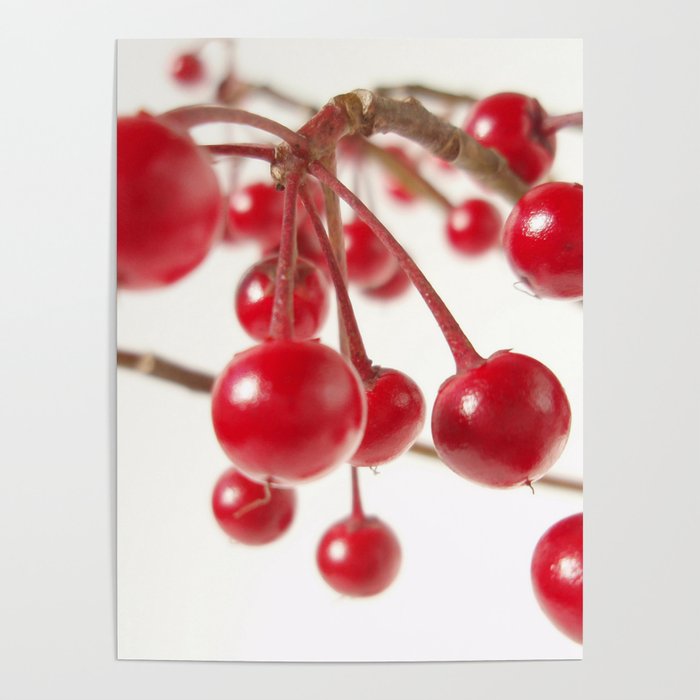 Red berries Poster