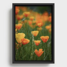 California Poppy Flowers Framed Canvas