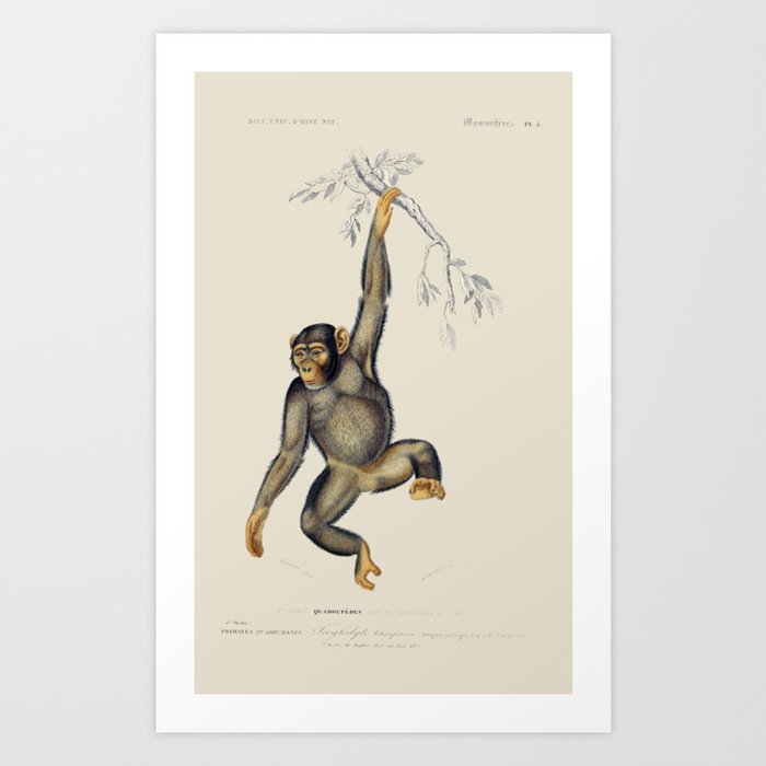Vintage Chimpanzee Art Print