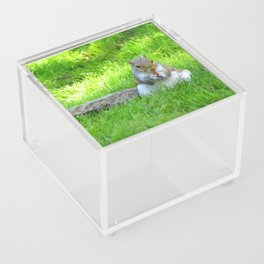 Squirrel Acrylic Box