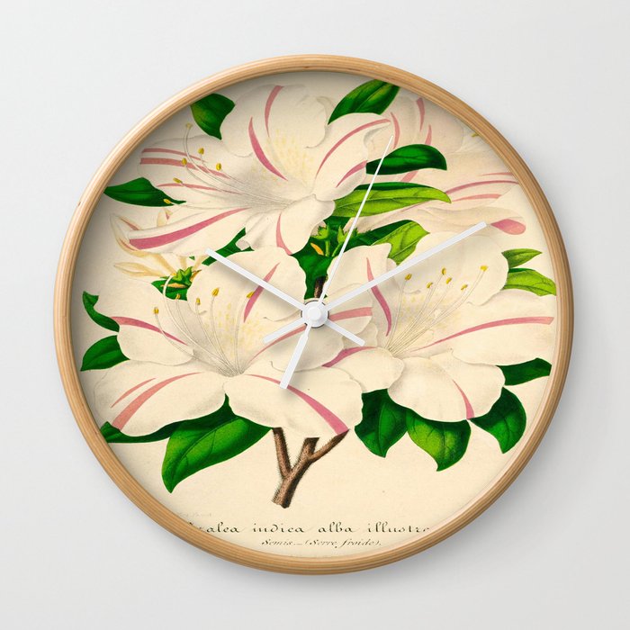 Azalea Alba Magnifica (Rhododendron indica) Vintage Botanical Floral Scientific Illustration Wall Clock