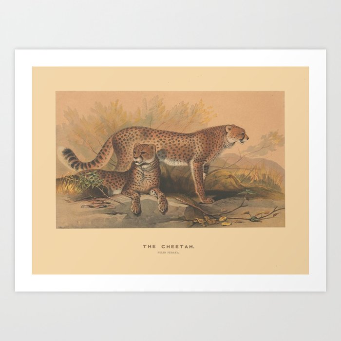 The Cheetah Art Print