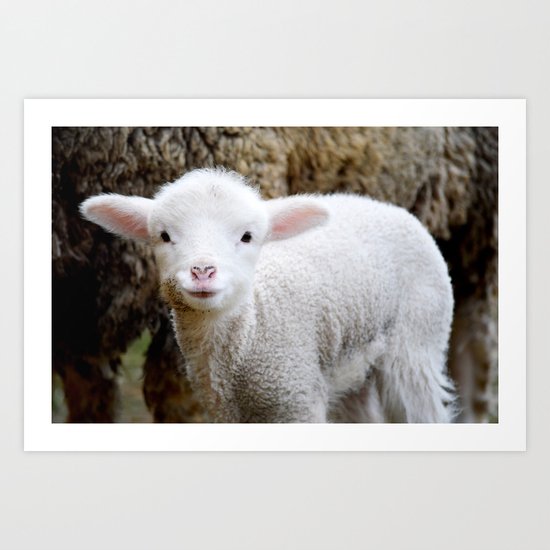 Lamb Art Print