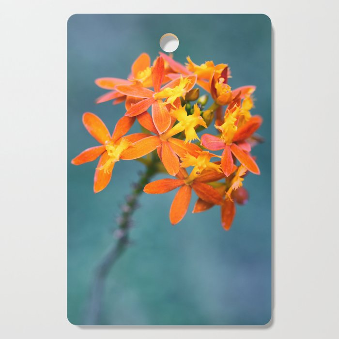 Beautiful Orchid Epidendrum Radicans Close Up Photography With Blue Background Cutting Board