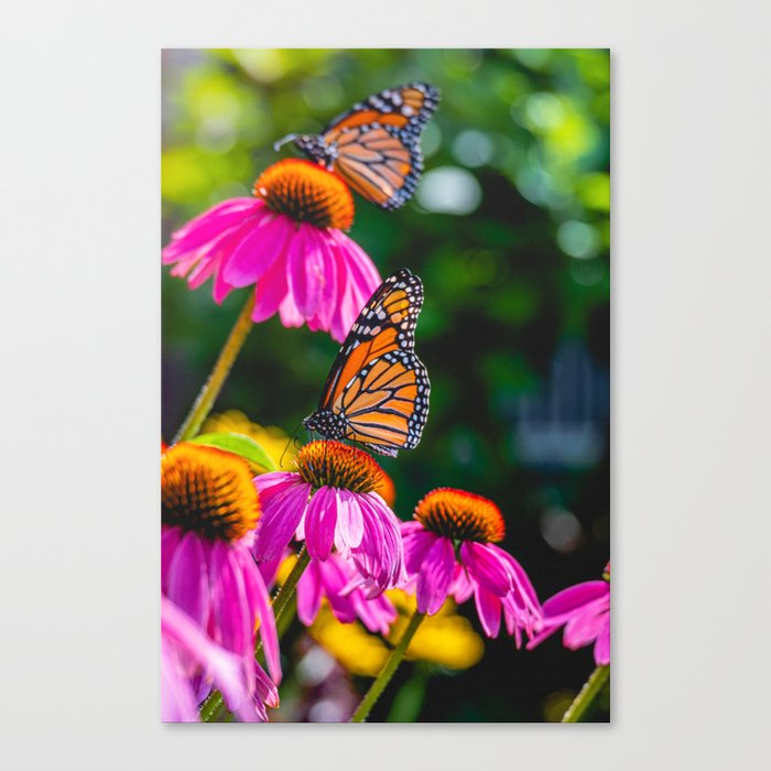 Morning Monarchs. Butterfly Photograph Canvas Print