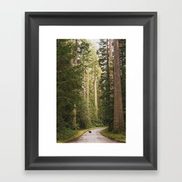 Redwood Forest Black Bear Adventure - National Parks Nature Photography Framed Art Print