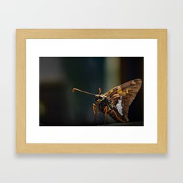 Mothra Framed Art Print