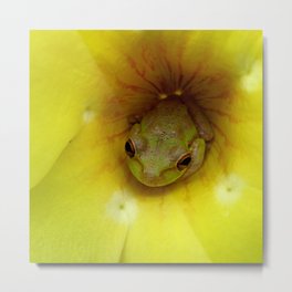 Frog Series: Tucked in Sunshine Metal Print