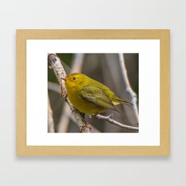 Golden Warbler Framed Art Print