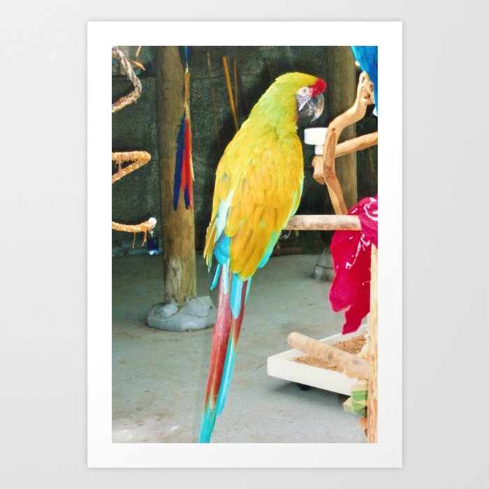 Parrot Sitting on a Stick Art Print