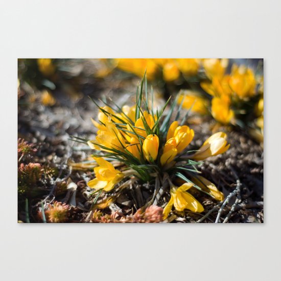Sunlit Crocus Canvas Print