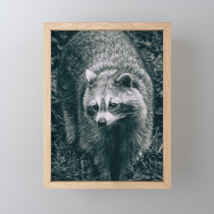 Curious Raccoon, Black and White Photograph Framed Mini Art Print | Photography, Digital, Black-and-white, Raccoon, Animals, Nature, Wildlife, Modern, Beautiful, Cute