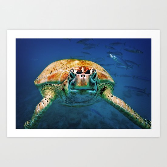 Bajan Turtle Art Print
