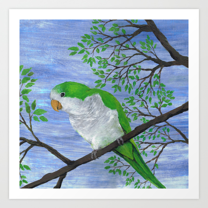 A Painting Of A Quaker Parrot Art Print By Wizzies Society6