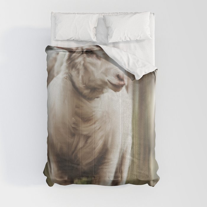 Irish Sheep Comforter