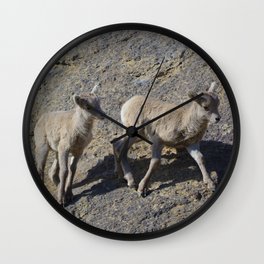 Big horn sheep young in Jasper National Park Wall Clock