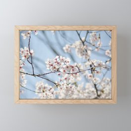 Delicate Cherry Blossoms Framed Mini Art Print