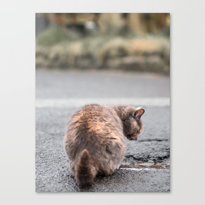 Cat and Puddle | Cat Seeking Reflection Canvas Print