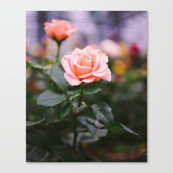 New Again Canvas Print