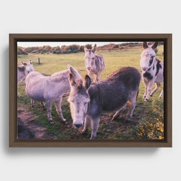 Donkeys day out Framed Canvas