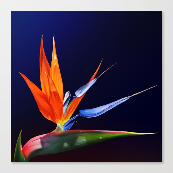 Birds of Paradise Canvas Print