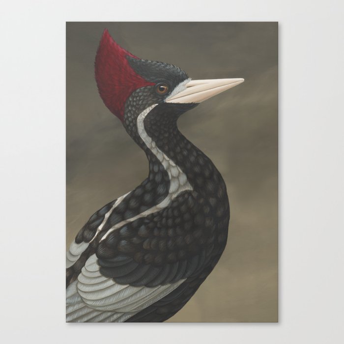 Ivory-billed Woodpecker (Campephilus principalis) Canvas Print