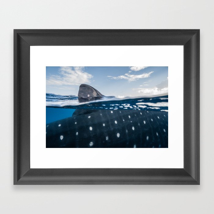 Whale Shark Abstract Framed Art Print