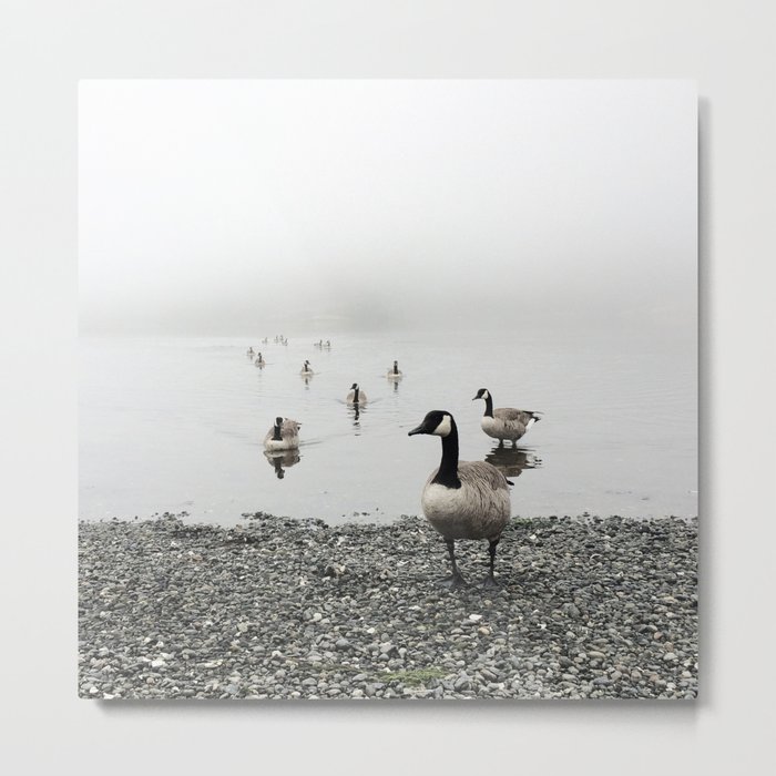 Canadian Geese + Fog Metal Print
