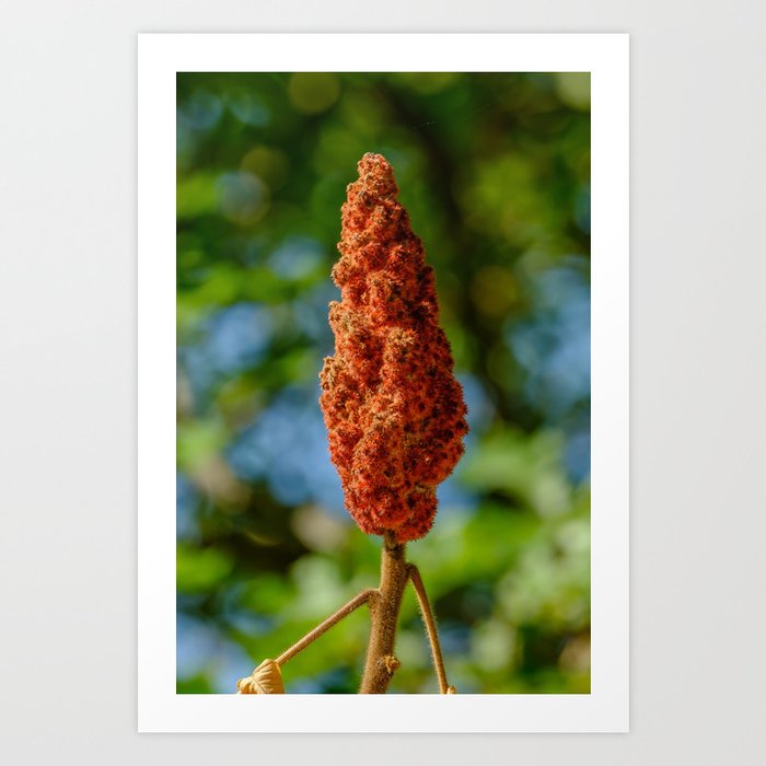 Red Staghorn Sumac Photograph Art Print