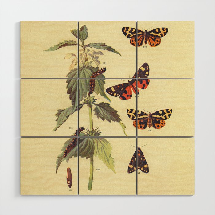 Vintage Scientific Wood and Scarlet Tiger Moths Illustration Print Wood Wall Art