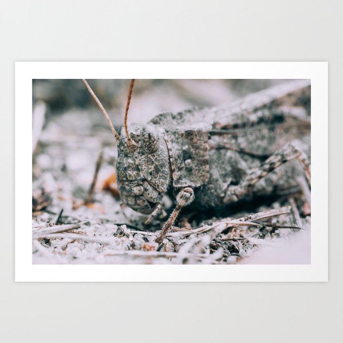 Camouflage Grasshopper Macro Photography Art Print