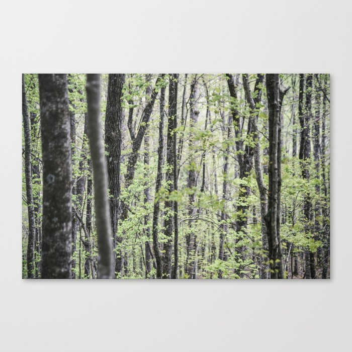 Tennessee Forest Canvas Print