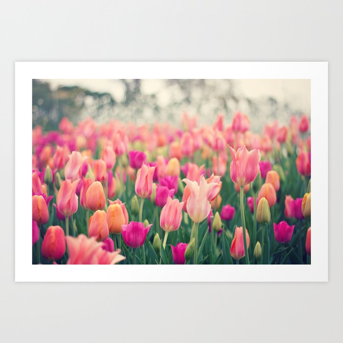 Tulips at Cheekwood Art Print