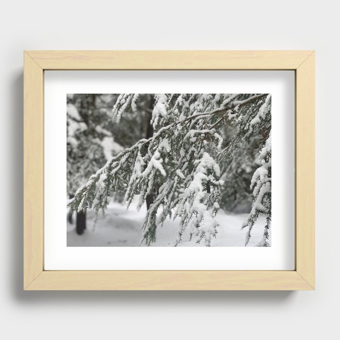 Snowflakes on a Wet, Black Bough Recessed Framed Print