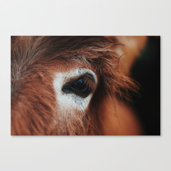 Norse Horse VII Canvas Print