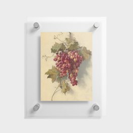  Grapes Against White Wall - Edwin Deakin Floating Acrylic Print