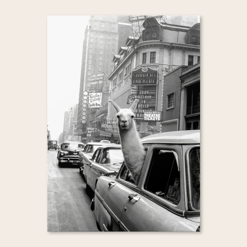 Llama Riding In Taxi Black And White Vintage Print Canvas Print By Vintagevault Society6 I create abstract, modern and contemporary art using acrylics and oils on canvas. llama riding in taxi black and white vintage print canvas print