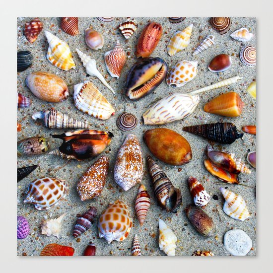 Sea Shells Canvas Print