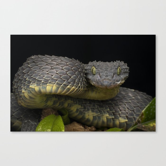 Bush Viper (Atheris squamigera) snake - rare black variation Stock Photo