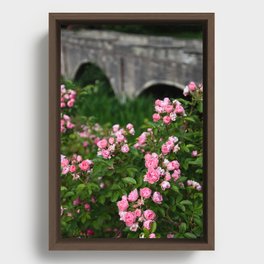 Light pink rose flowers and an old bridge close-up | Nature Photography | Floral | Plant | Botanical Art Framed Canvas
