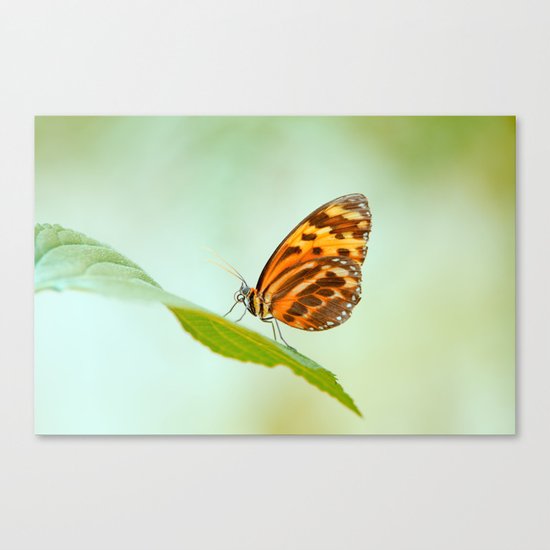 Butterfly Love Canvas Print