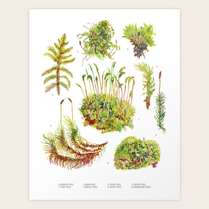 Moss Botanical Art Print by Becca Boyce Society6