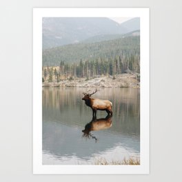 Rocky Mountain Elk Art Print