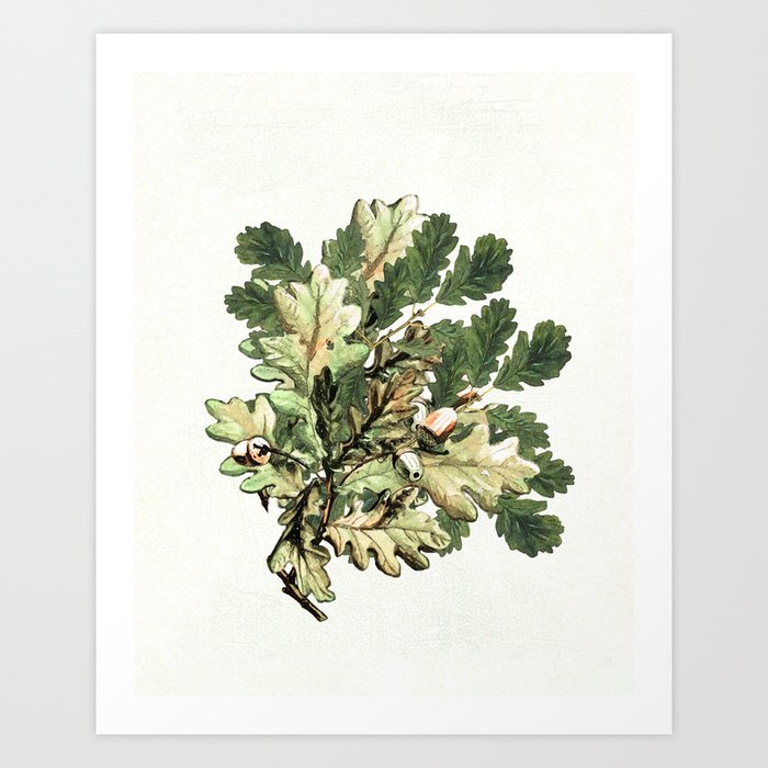Acorn  with leaves watercolour Art Print